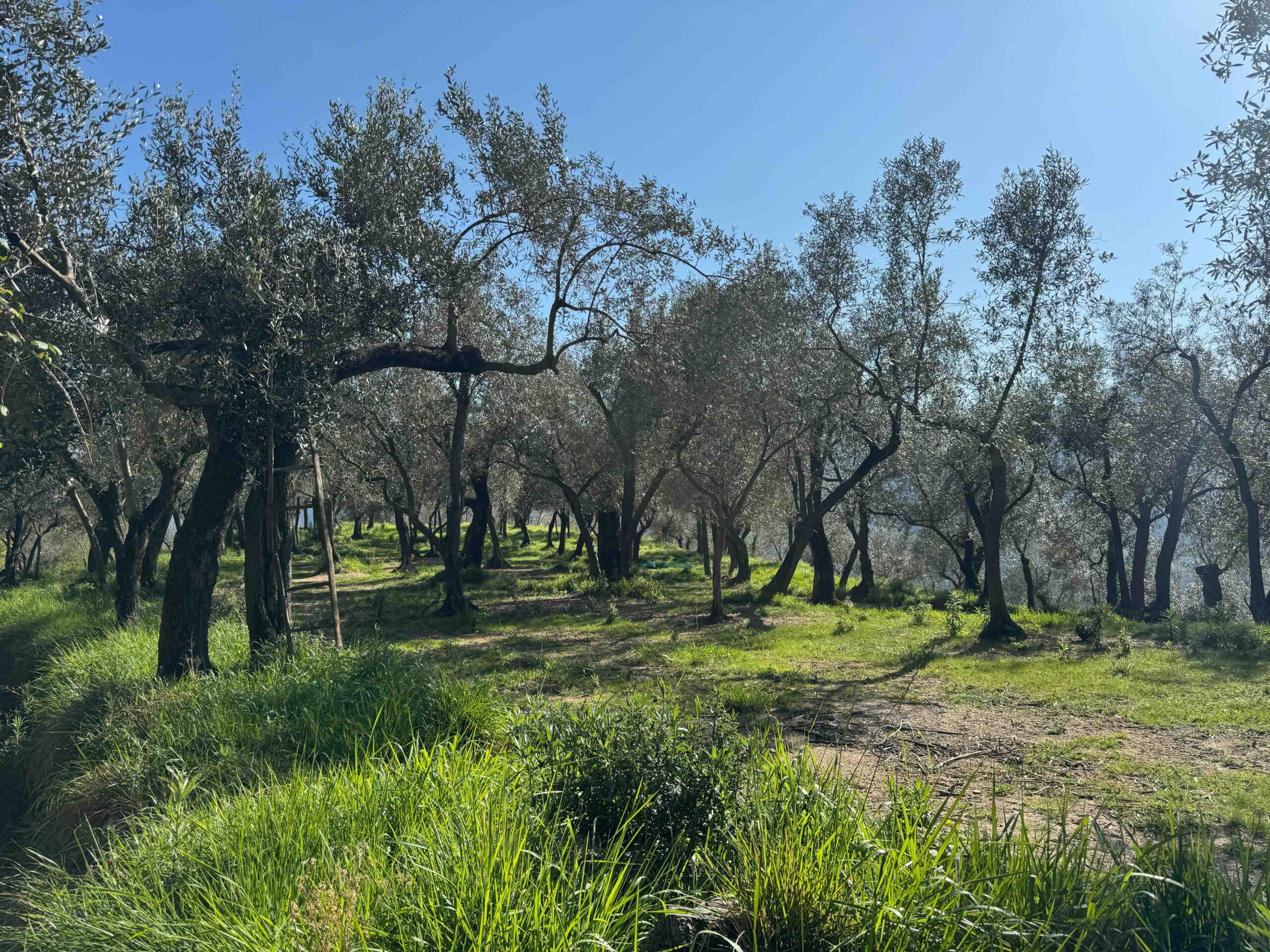 A SPASSO TRA GLI ULIVI